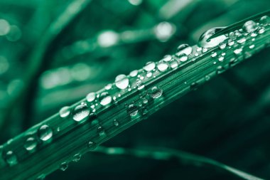 Yeşil çimlerin üzerine çiy damlaları düşer. Çiy damlalı taze çimenler. Kopyala, metin için boşluk.