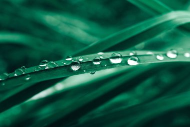 Yeşil çimlerin üzerine çiy damlaları düşer. Çiy damlalı taze çimenler. Kopyala, metin için boşluk.