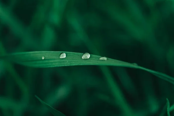 Orvalho Cai Imagem Close Grama Verde Grama Fresca Com Gotas — Fotografia de Stock