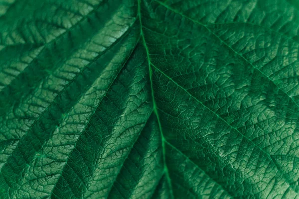 Textura Folha Verde Imagem Close Fundo Natural Fibras Foliares Copiar — Fotografia de Stock