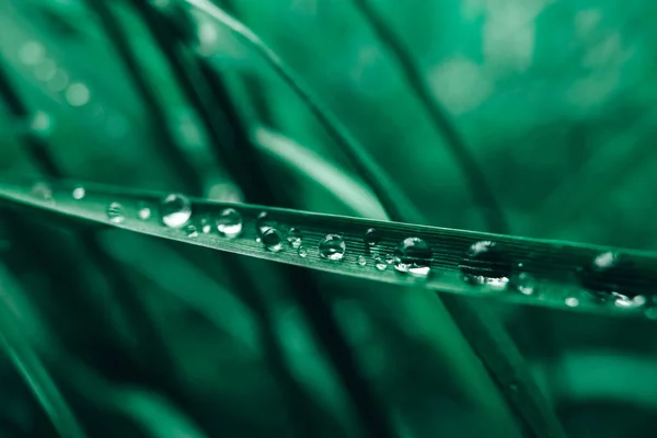 Orvalho Cai Imagem Close Grama Verde Grama Fresca Com Gotas — Fotografia de Stock