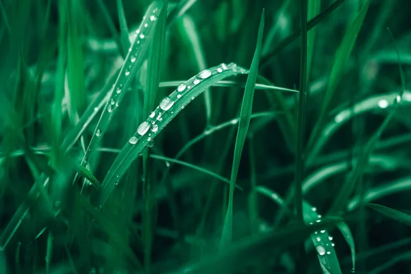 Dew drops on the green grass close-up image. Fresh grass with dew drops. Copy, empty space for text.