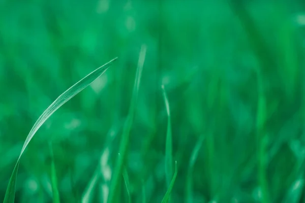 Groene Grasspriet Een Wazige Achtergrond Kopieer Lege Ruimte Voor Tekst — Stockfoto