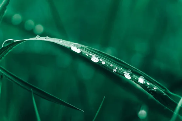 露珠落在绿草的特写图像上 有露珠的鲜草 空的文字空间 — 图库照片