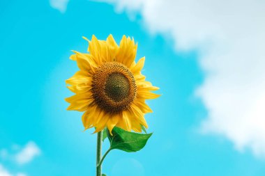 Arka planda açan ayçiçeği mavi gökyüzünde. Kopyala, metin için boşluk.