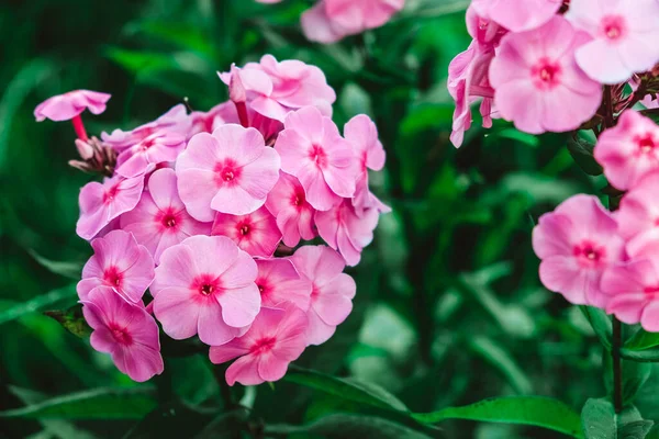 Flores Flox Rosa Fundo Folhas Verdes Flores Jardim Tons Rosa — Fotografia de Stock