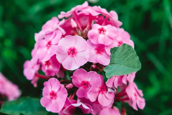 Flores Flox Rosa Fundo Folhas Verdes Flores Jardim Tons Rosa — Fotografia de Stock