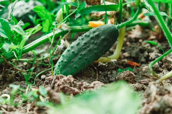 Frische Grüne Gurken Garten Gurken Reifen Garten Kopieren Leerer Raum — Stockfoto