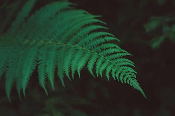 Frescura Folha Verde Samambaia Sobre Fundo Preto Padrão Natural Samambaias — Fotografia de Stock