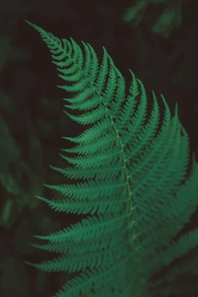 Frescura Folha Verde Samambaia Sobre Fundo Preto Padrão Natural Samambaias — Fotografia de Stock