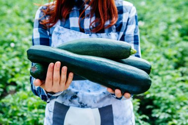 Yeşil yaprakların arka planında kabak hasadı bir kadın çiftçinin ellerinde..
