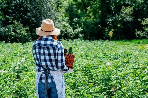 Retrato Belo Agricultor Feminino Detém Uma Abobrinha Uma Cesta Vime Fotos De Bancos De Imagens