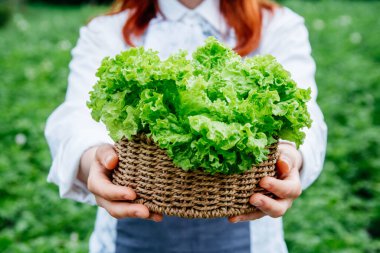 Hasır sepetinde yeşil lahana yaprakları tutan ve sebze bahçesinde bir sürü bitkiyle çevrili güzel bir kadın çiftçi..
