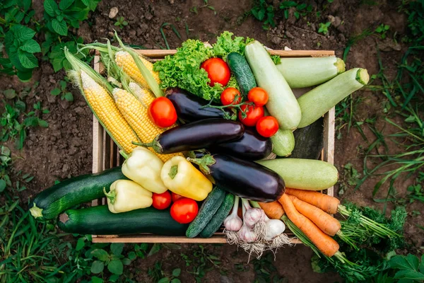 Fresh organic vegetables in a wooden box on the background of a vegetable garden. Concept of biological, bio products, bio ecology, grown by yourself, vegetarians. Top view.