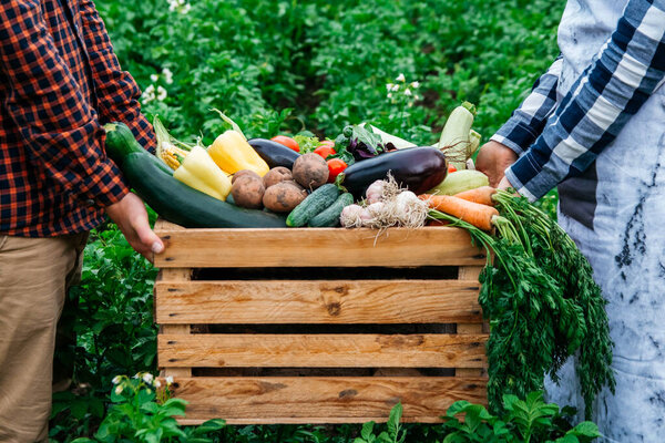 Man's hands and women holding wooden crate full of vegetables from organic garden. Harvesting homegrown produce.