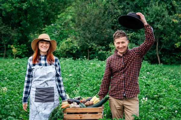 Happy farmers woman and man in hats keep fresh organic vegetables in a wooden box on the background of a vegetable garden. Copy, empty space for text.
