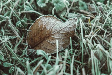 Çimenlerin üzerinde kurumuş, sararmış donmuş yapraklar. Yapraklar toprağı kaplamış. Üst Manzara. Kopyala, metin için boşluk.