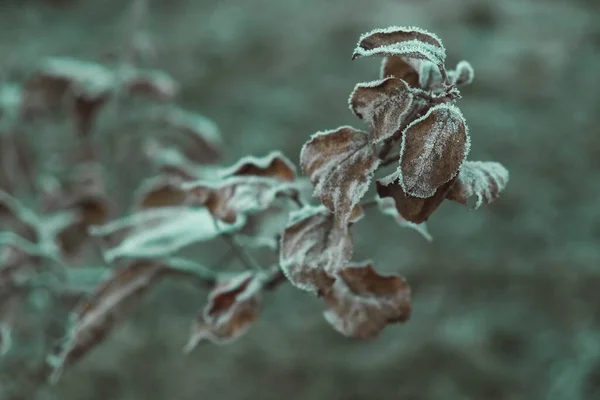 Dry Fallen Yellow Frozen Leaves Background Grass Leaves Covered Hoarfrost — Stock Photo, Image