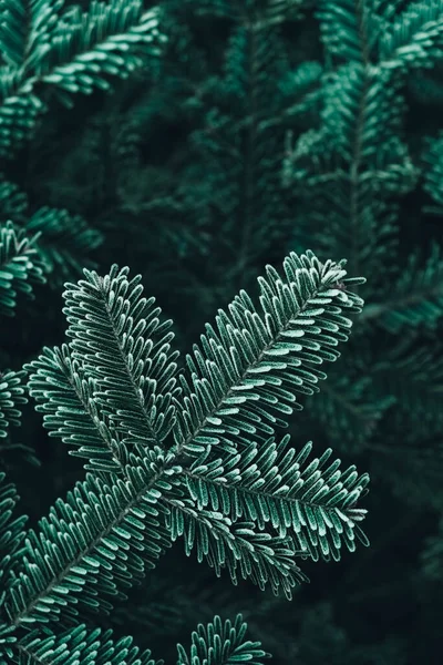 Bevroren Kerstbomen Groene Dennentakken Zijn Bedekt Met Rietvorst Winter Kerst — Stockfoto