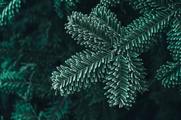 Bevroren Kerstbomen Groene Dennentakken Zijn Bedekt Met Rietvorst Winter Kerst — Stockfoto