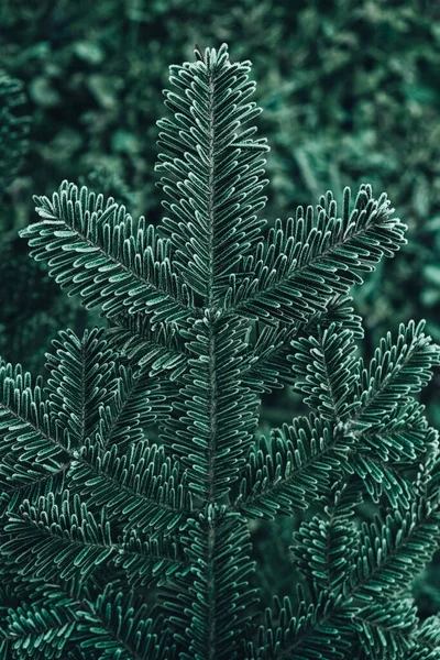 冷凍クリスマスツリー 緑の松の枝は霜で覆われています 冬とクリスマスの背景 最上階だ テキストのコピー 空のスペース — ストック写真