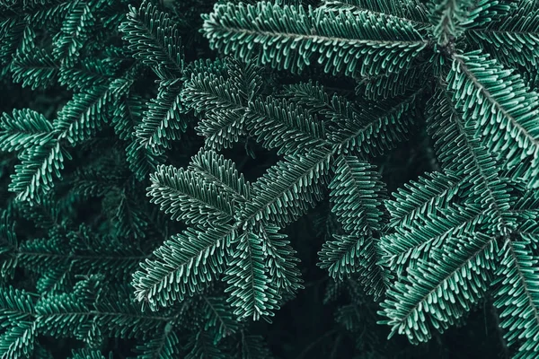 Zmrzlé Vánoční Stromky Zelené Borové Větve Jsou Pokryty Chrastítkem Zimní — Stock fotografie