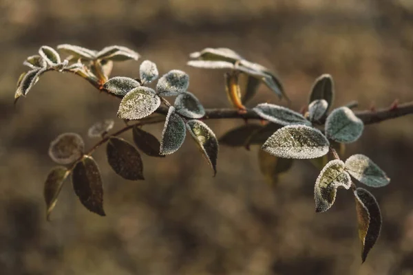 Зеленые Замерзшие Листья Ветке Листья Покрыты Инеем Копирование Пустое Место — стоковое фото
