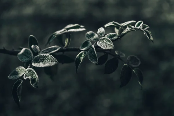 Green Frozen Leaves Branch Leaves Covered Hoarfrost Copy Empty Space — Stock Photo, Image