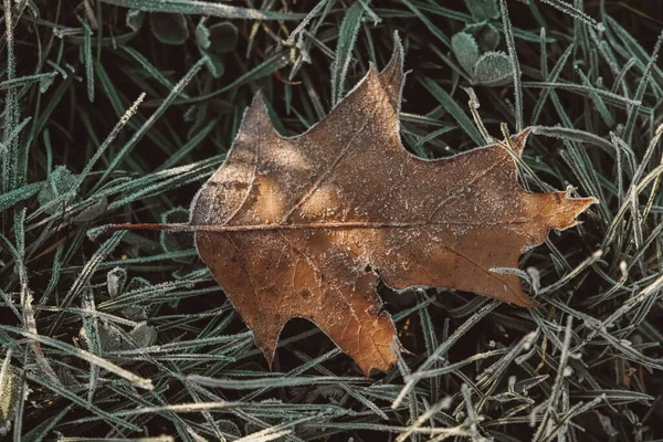 Çimenlerin Üzerinde Kurumuş Sararmış Donmuş Yapraklar Yapraklar Toprağı Kaplamış Üst — Stok fotoğraf