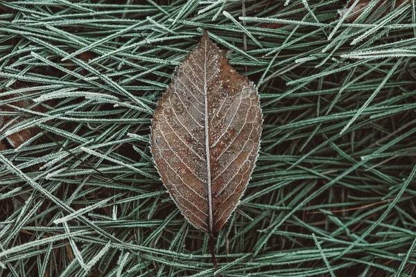 Feuilles Gelées Jaunes Tombées Sèches Sur Fond Herbe Les Feuilles — Photo