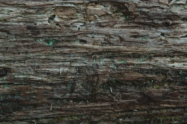 Textura Madera Podrida Vieja Copiar Espacio Vacío Para Texto — Foto de Stock