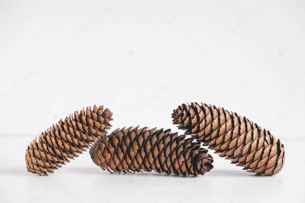 Three pine cones on a white background. Copy, empty space for text.