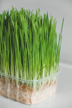 Beyaz arka planda şeffaf plastik bir kapta otlar filizlenir. Kopyala, metin için boşluk.