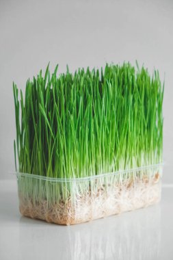 Beyaz arka planda şeffaf plastik bir kapta otlar filizlenir. Kopyala, metin için boşluk.