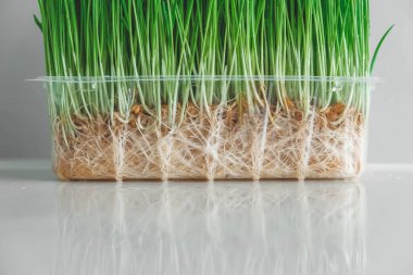 Beyaz arka planda şeffaf plastik bir kapta otlar filizlenir. Kopyala, metin için boşluk.