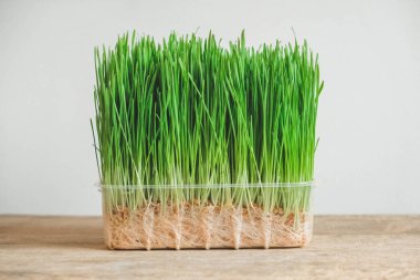 Kırsal ahşap arka planda şeffaf plastik bir kapta taze yeşil çimen. Kopyala, metin için boşluk.