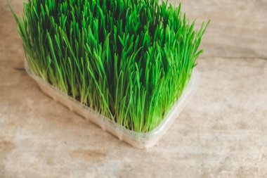 Kırsal ahşap arka planda şeffaf plastik bir kapta taze yeşil çimen. Üst Manzara. Kopyala, metin için boşluk.