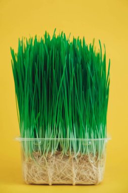 Sarı arka planda şeffaf plastik bir kapta yeşil çimenler serpiştirilmiş. Kopyala, metin için boşluk.