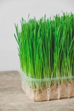 Kırsal ahşap arka planda şeffaf plastik bir kapta taze yeşil çimen. Kopyala, metin için boşluk.