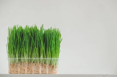 Beyaz arka planda şeffaf plastik bir kapta otlar filizlenir. Kopyala, metin için boşluk.