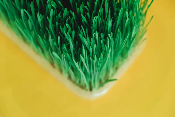 Sprouted Green Grass Transparent Plastic Container Yellow Background Top View — Stock Photo, Image