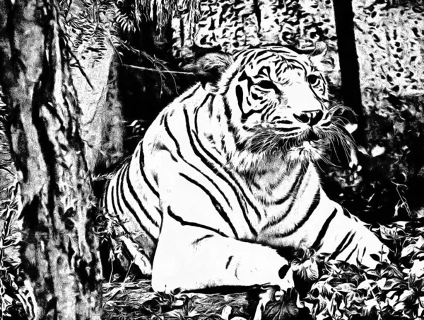 Tigre Bengala Ilustraciones Blanco Negro — Foto de Stock