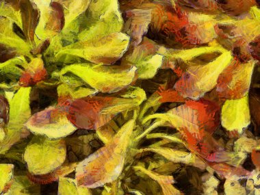 Güzel yaprakları ve çeşitli şekilleri olan süslü bir çalı, empresyonist bir resim stili yaratır..