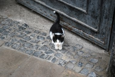 Yalnız görünümlü şirin yavru kedi eski şehir sokak