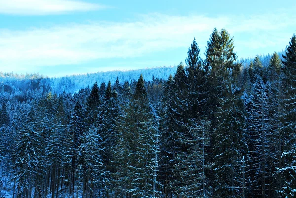 Karla kaplı köknar ağaçları ile güzel kış manzarası