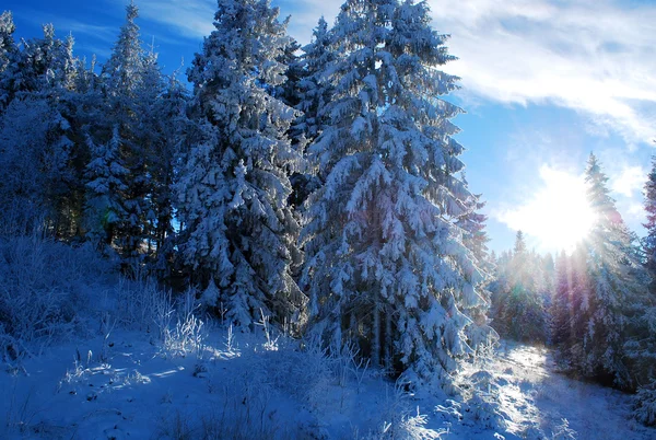 Muhteşem kış karlı dağ manzarası
