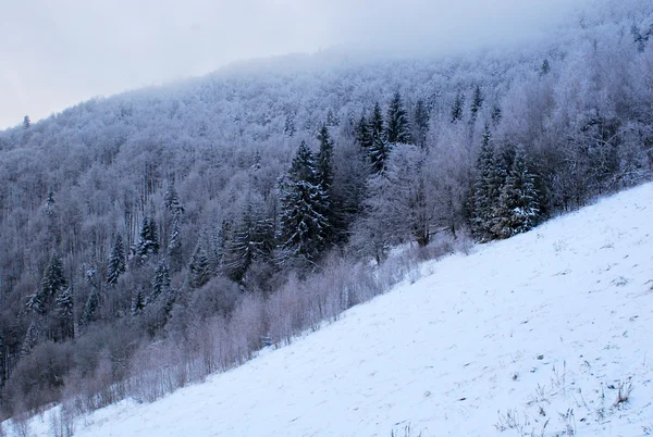 Prachtig uitzicht op de mistige de bovenkant van de Karpaten in de winter — Stockfoto