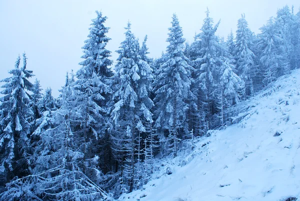 Karla kaplı köknar ağaçları ile güzel kış manzarası