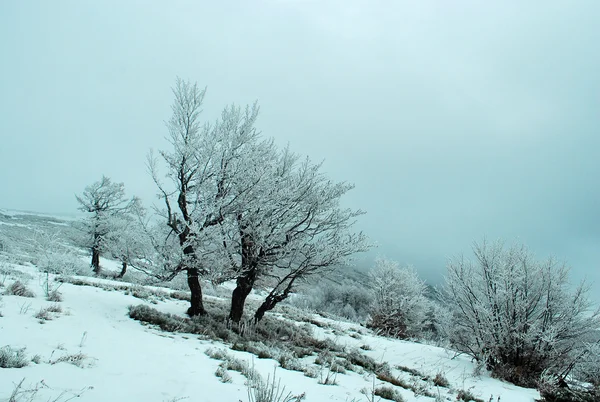 Muhteşem kış karlı dağ manzarası