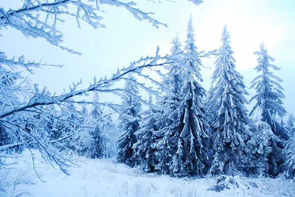 Muhteşem kış karlı dağ manzarası